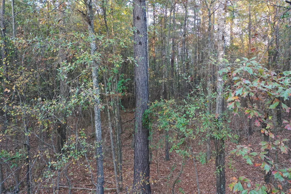 Co Rd 2117 Douglassville, TX 75560