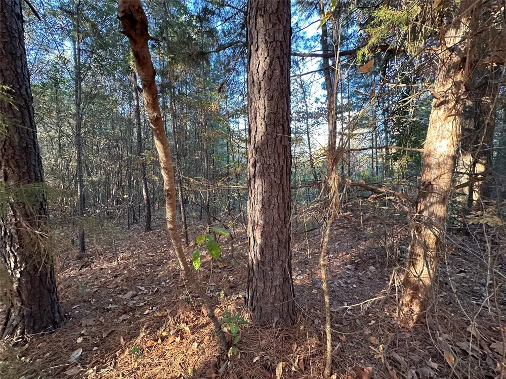 Co Rd 2117 Douglassville, TX 75560
