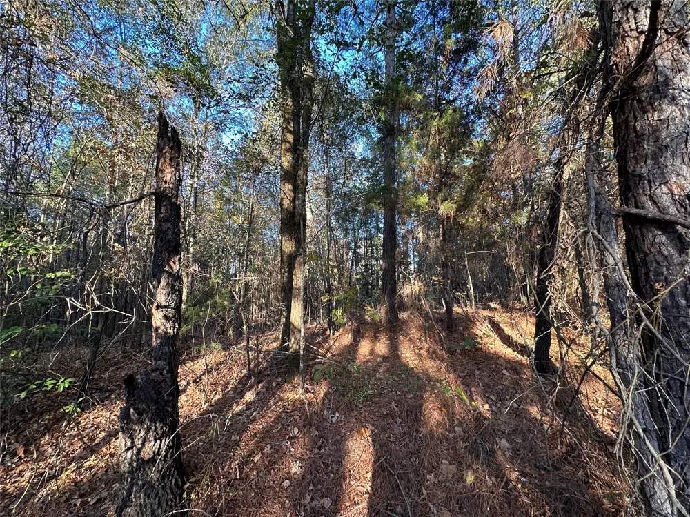 Co Rd 2117 Douglassville, TX 75560