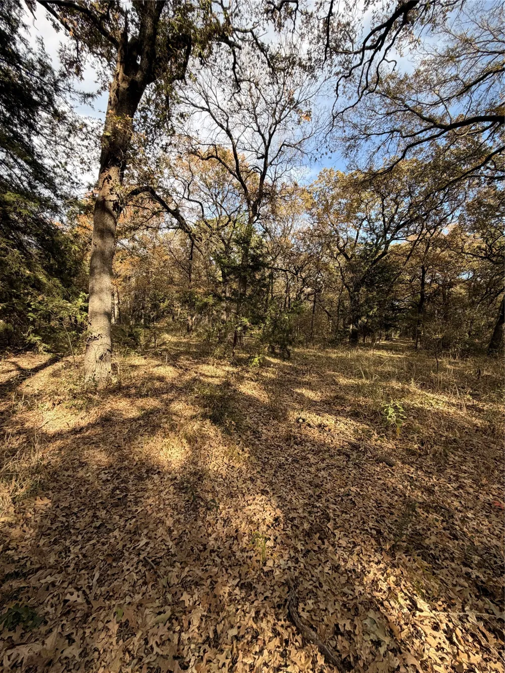 FM 1655 Chico, TX 76431