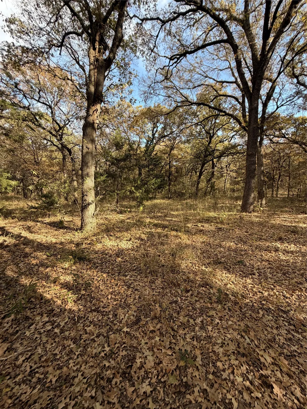 FM 1655 Chico, TX 76431