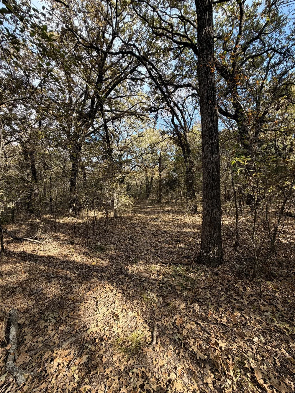 FM 1655 Chico, TX 76431