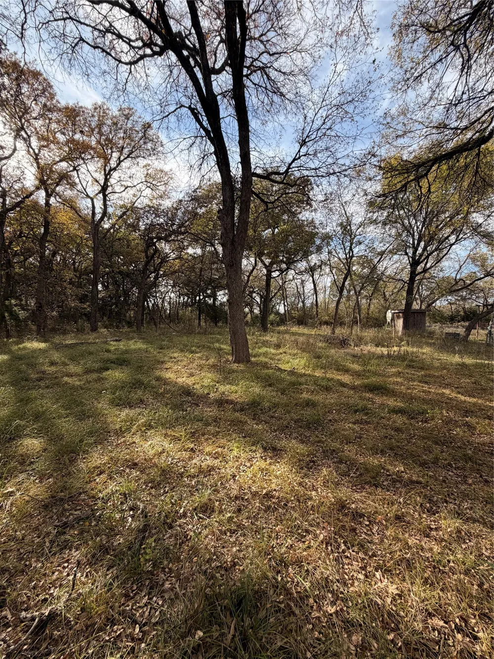 FM 1655 Chico, TX 76431