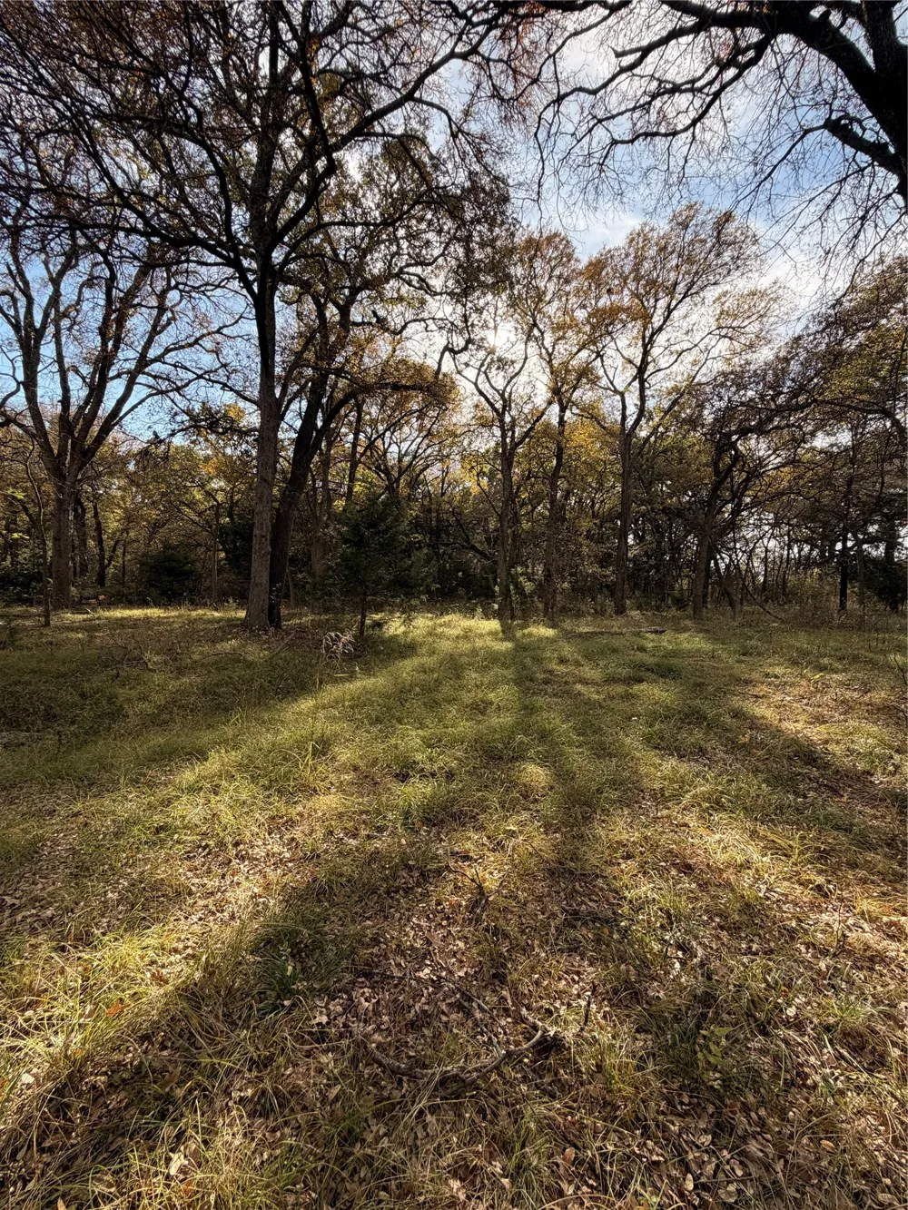 FM 1655 Chico, TX 76431