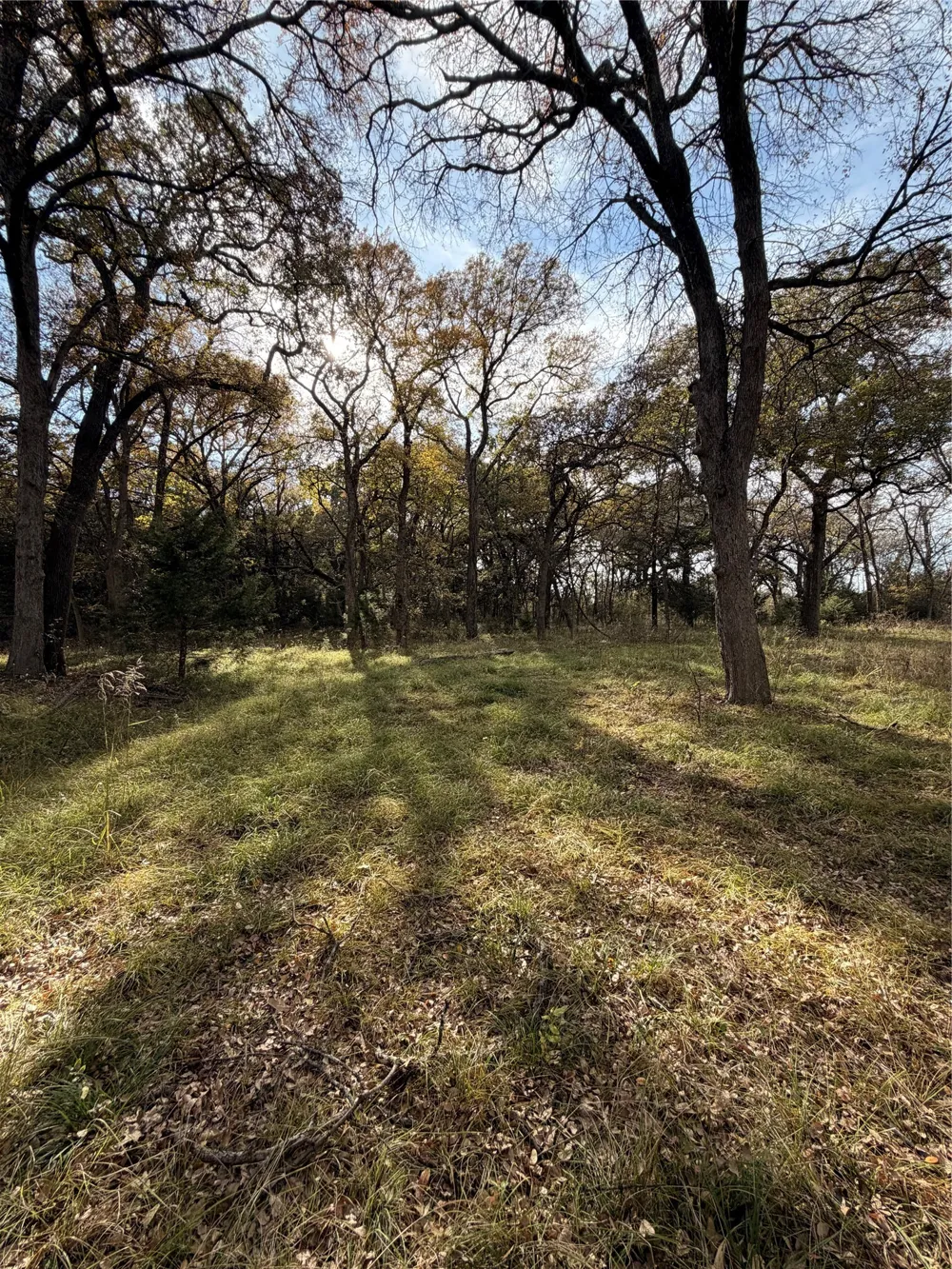 FM 1655 Chico, TX 76431