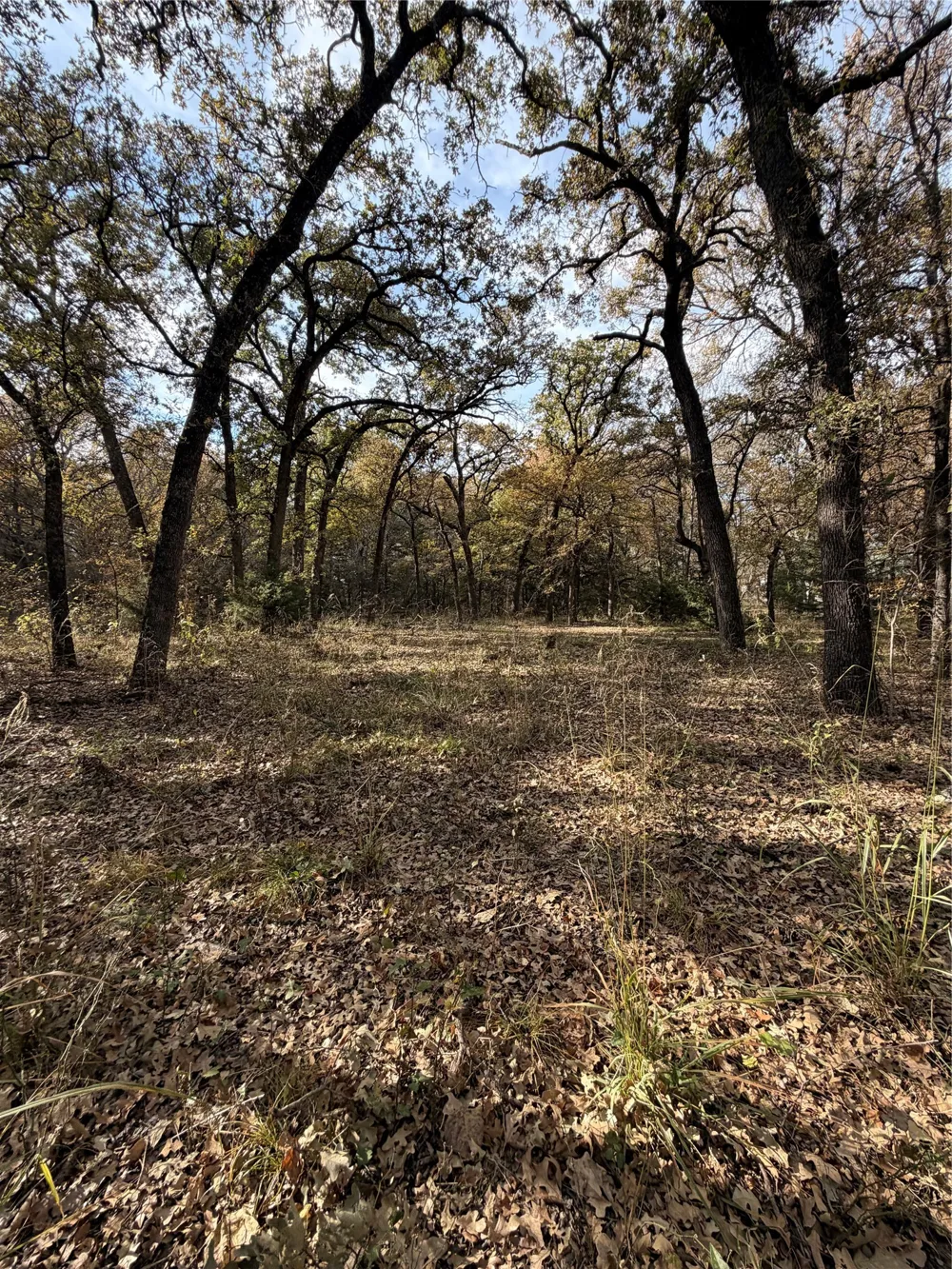 FM 1655 Chico, TX 76431