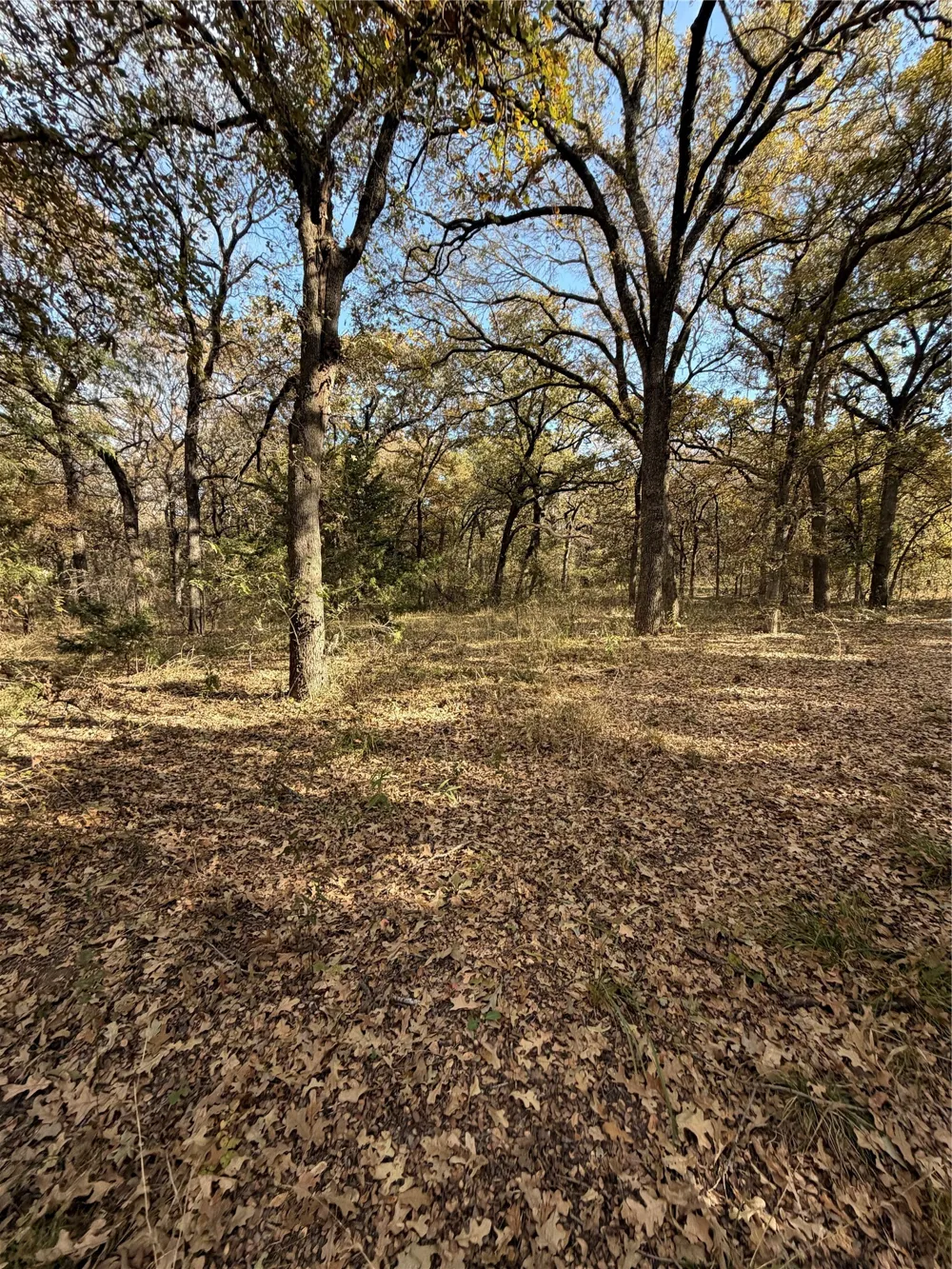 FM 1655 Chico, TX 76431