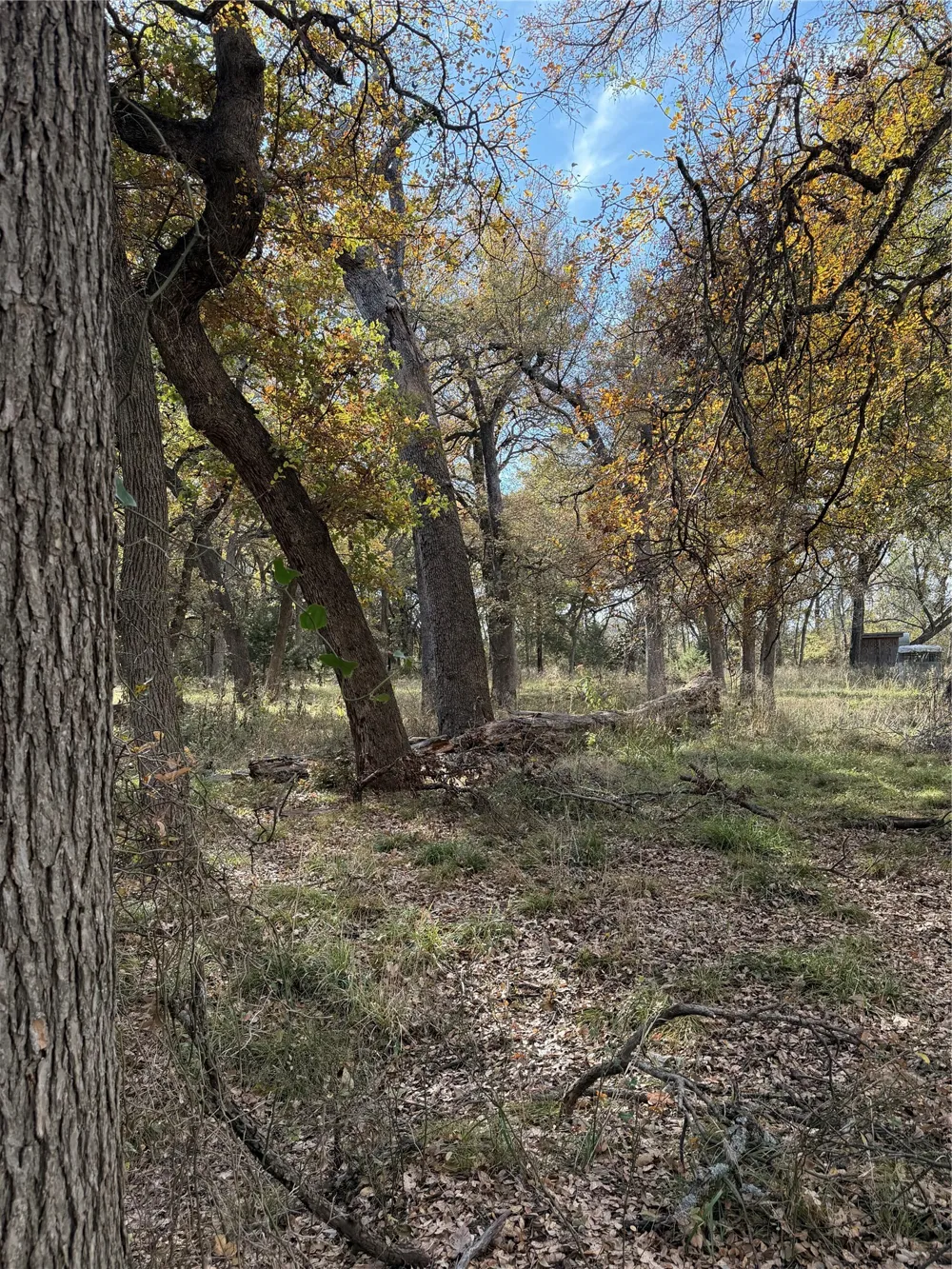 FM 1655 Chico, TX 76431