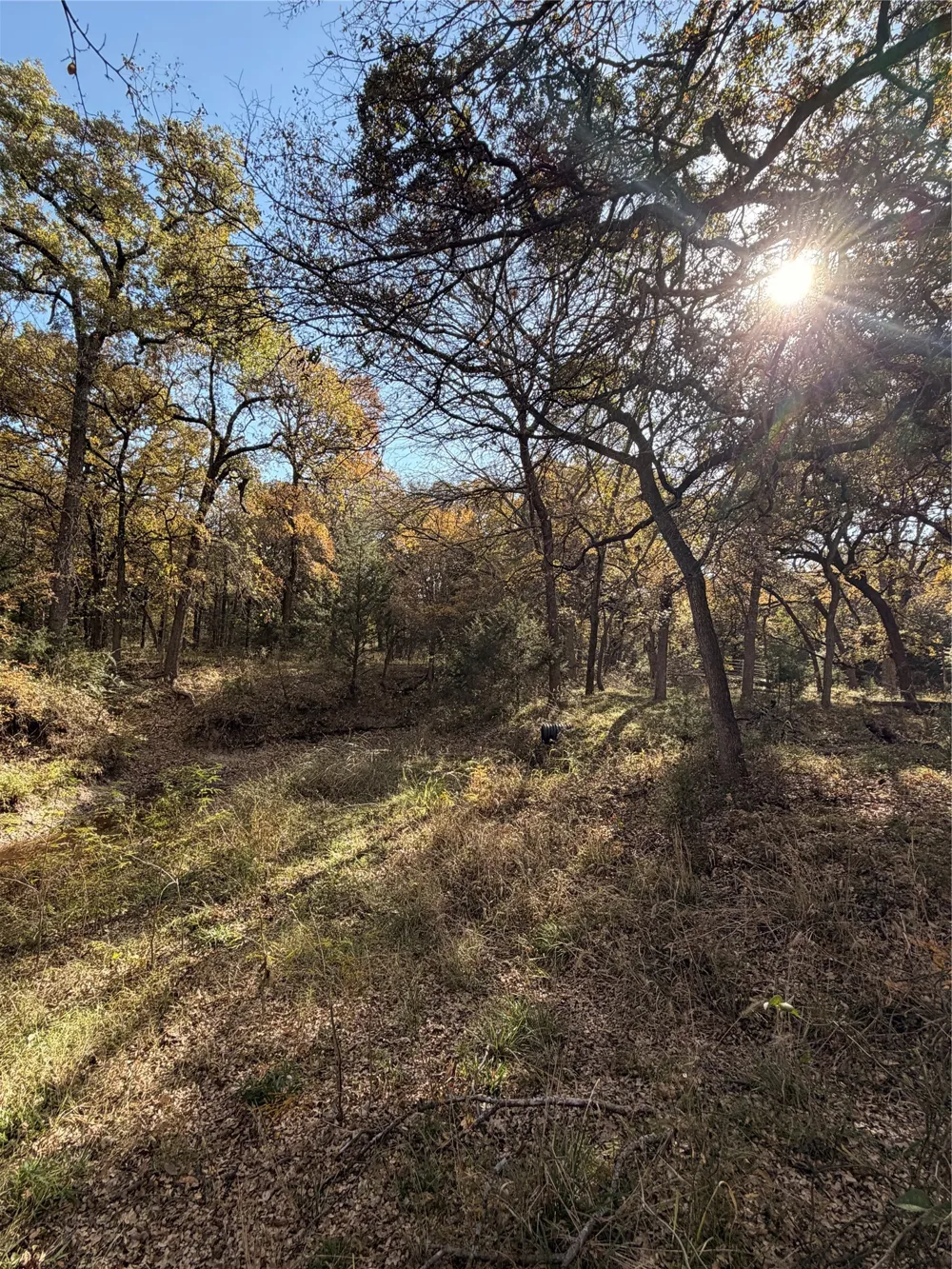 FM 1655 Chico, TX 76431