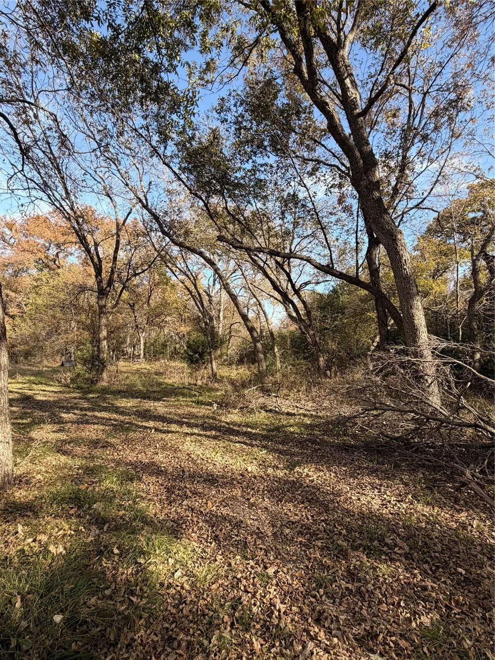 FM 1655 Chico, TX 76431