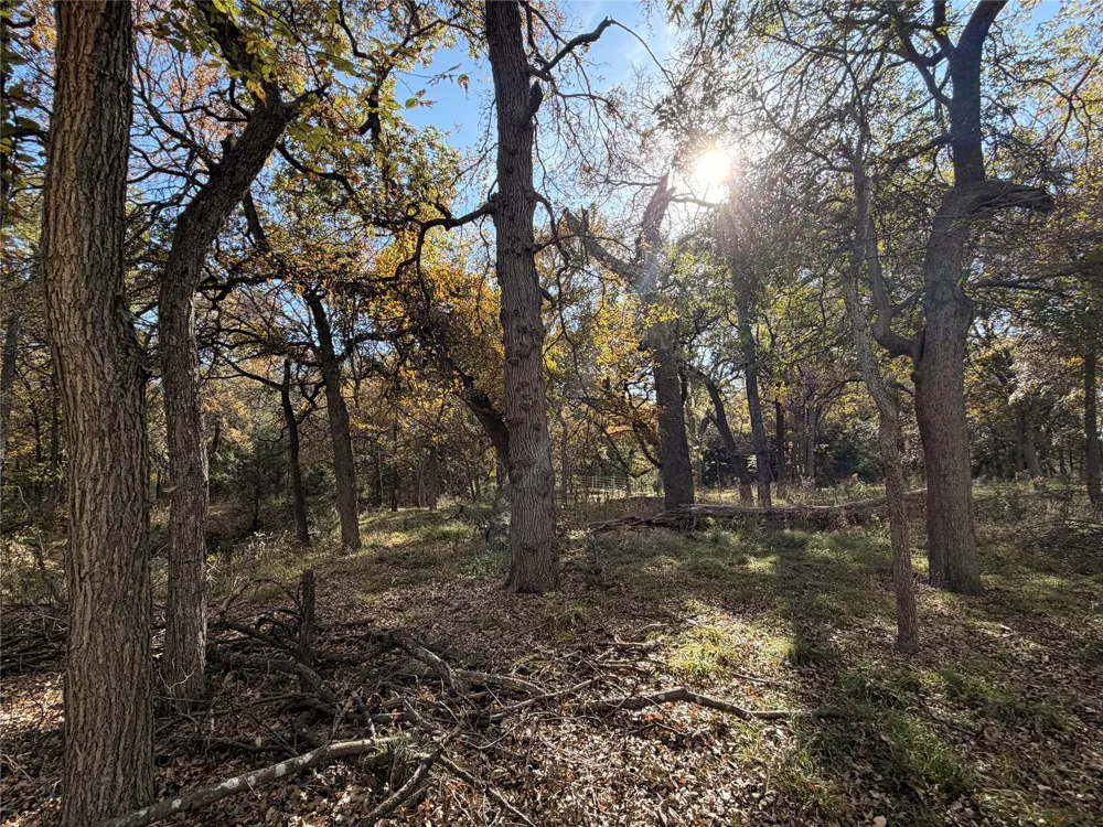 FM 1655 Chico, TX 76431