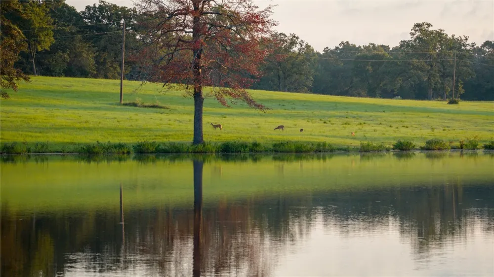 1577 County Road 431 Tennessee Colony, TX 75861