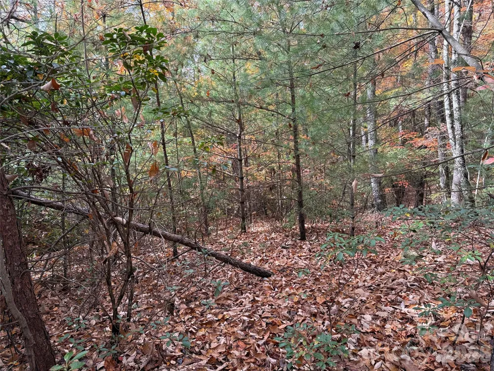 TBD Casey Mountain Road #209 Purlear, NC 28665