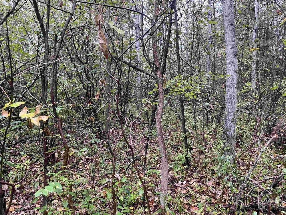 35 Wilber Road Baldwin Township, MI 48763
