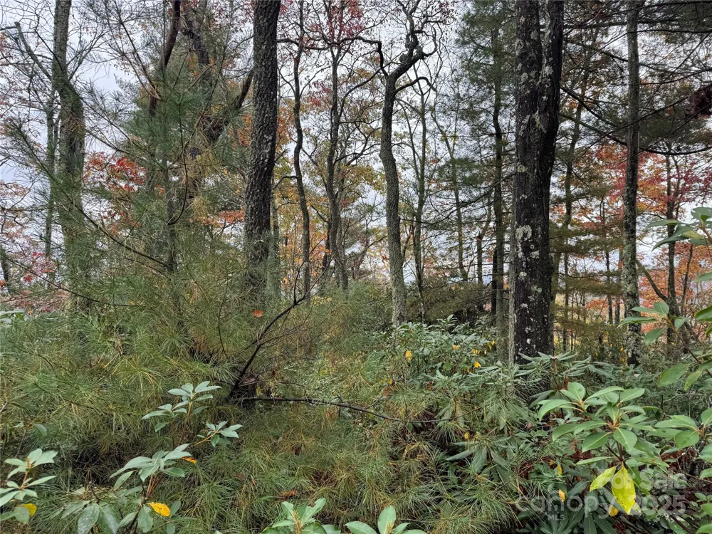 00 King Road Pisgah Forest, NC 28768