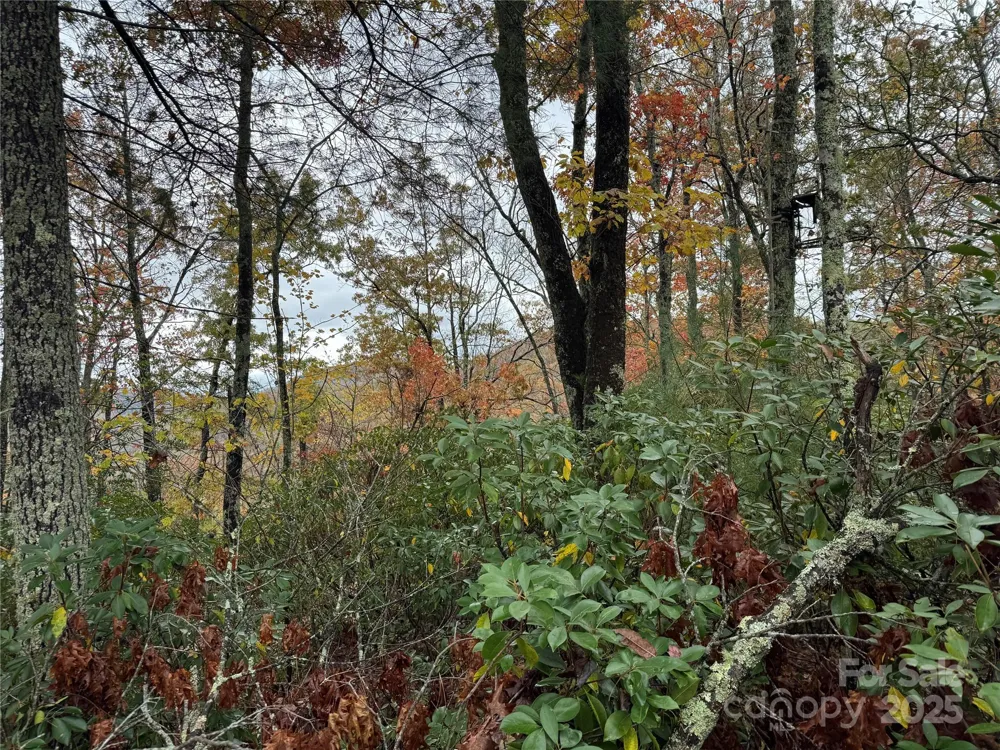 00 King Road Pisgah Forest, NC 28768
