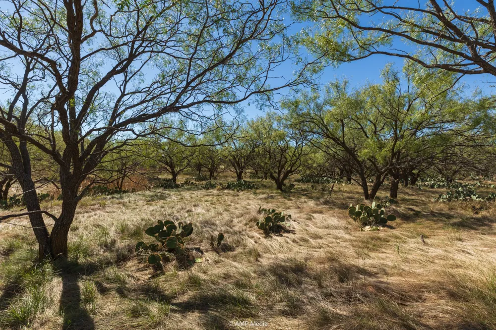 US Hwy 83 N Ovalo, TX 79541