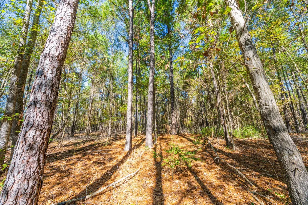Anderson County Road 163 Elkhart, TX 75839