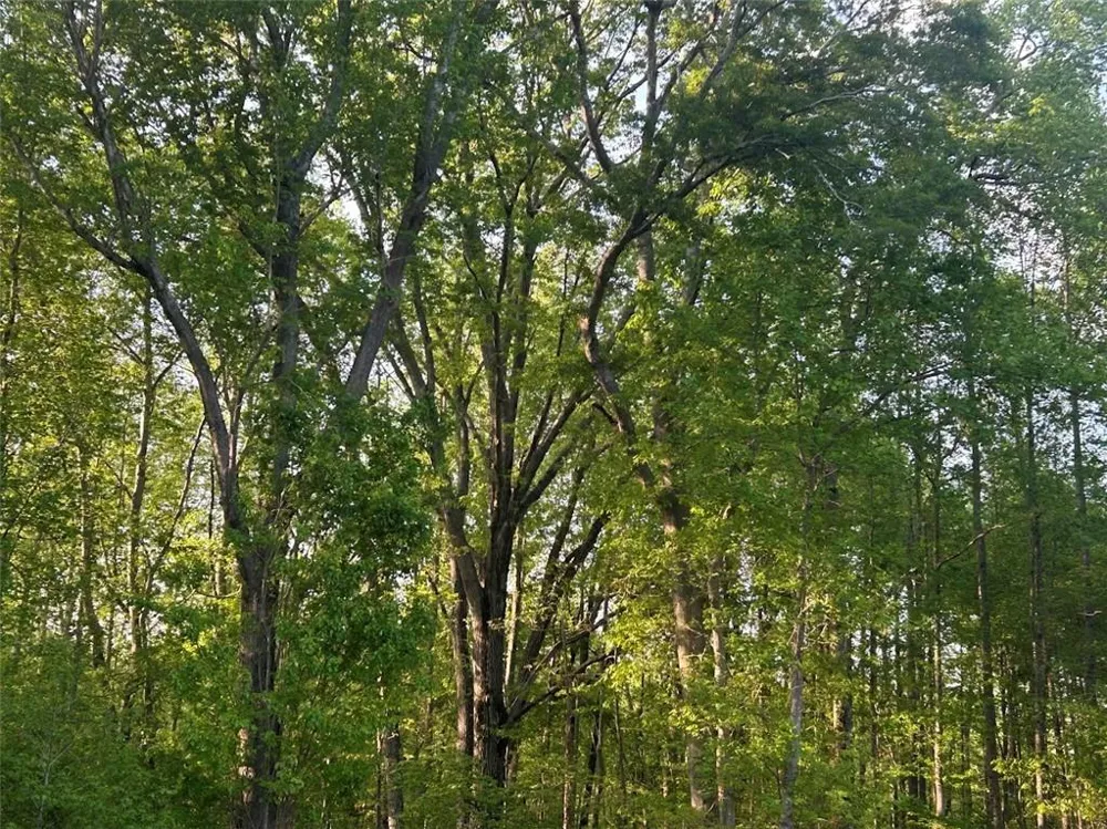 0 Needmore Rd Unit (345.37 ACRES) Roopville, GA 30170