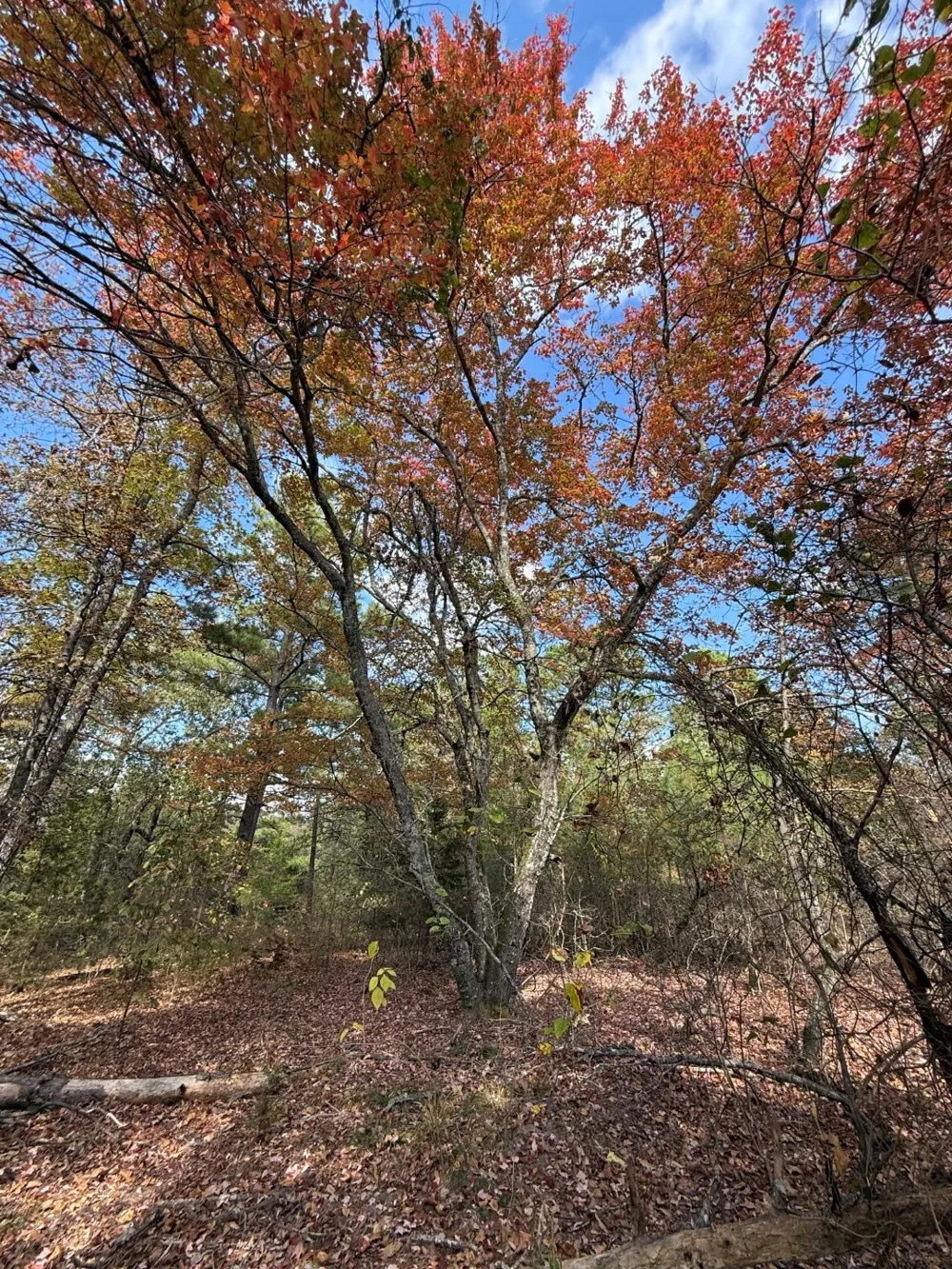 Stag Road Gilmer, TX 75644
