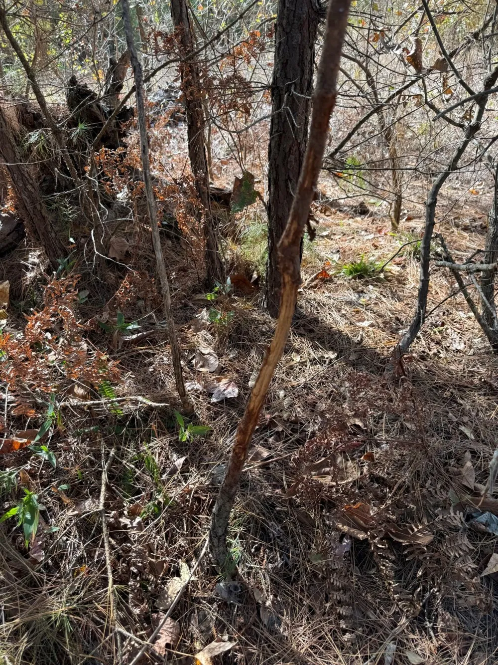 Stag Road Gilmer, TX 75644
