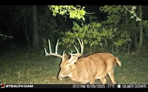 Stag Road