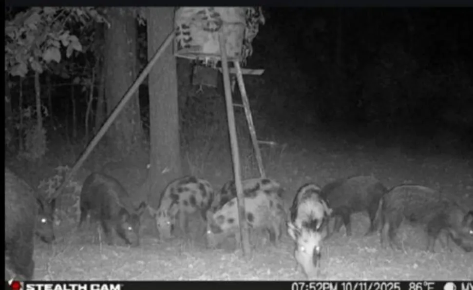 Stag Road Gilmer, TX 75644