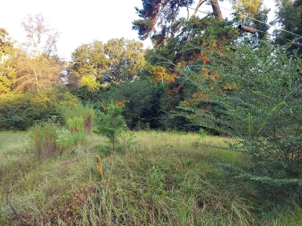 Pearson Street Avinger, TX 75630