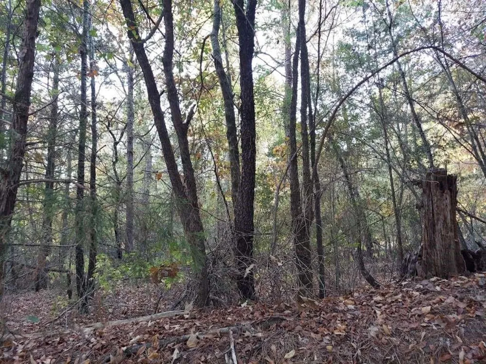 County Road 1587 Tr 3a Avinger, TX 0