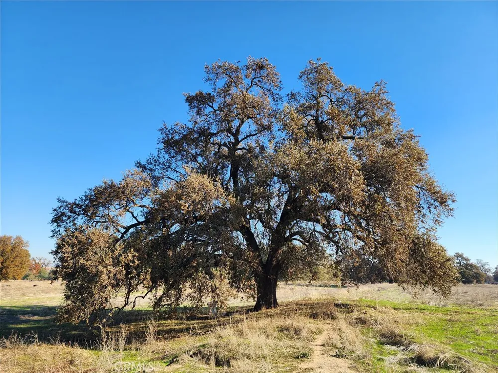 Capay Road Corning, CA 96021