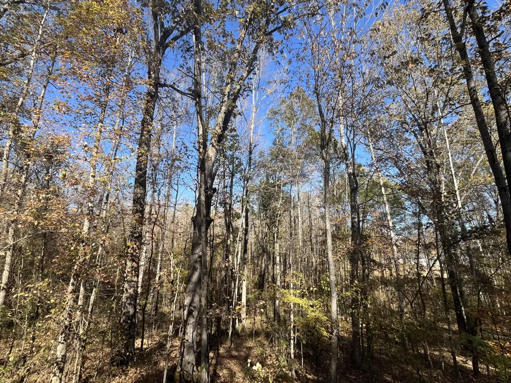 0 Indian Park Dr Parsons, TN 38363
