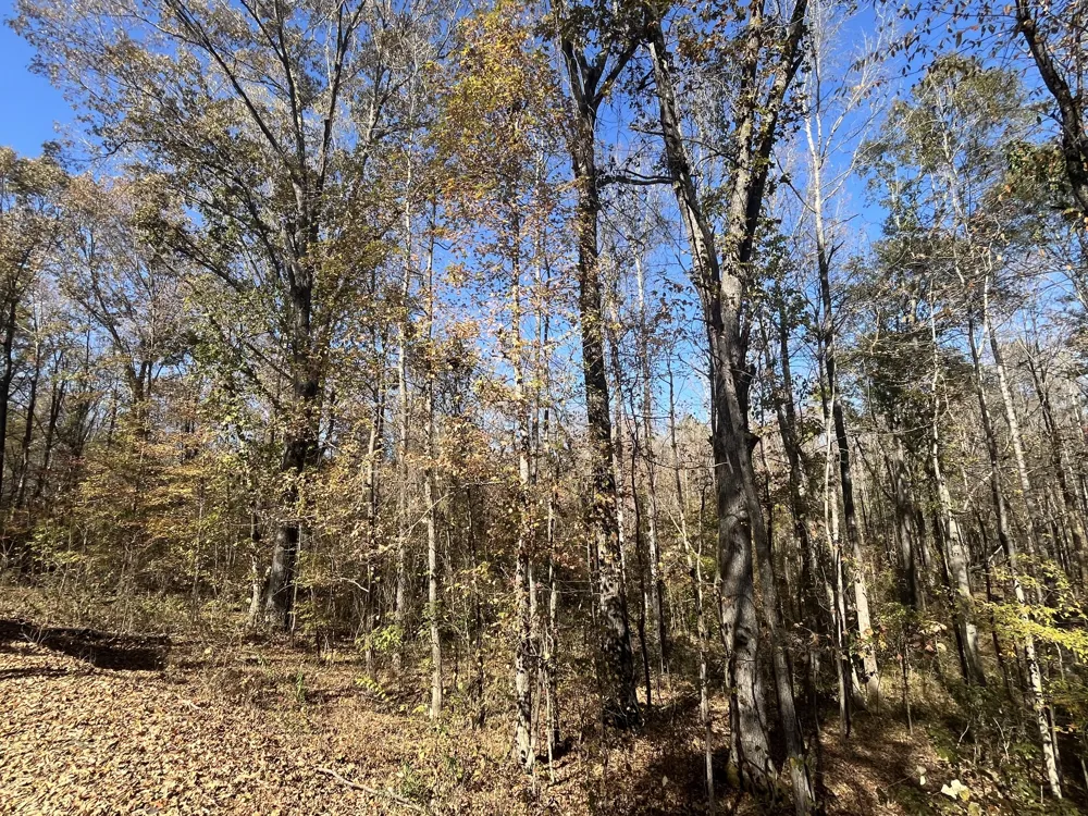 0 Indian Park Dr Parsons, TN 38363