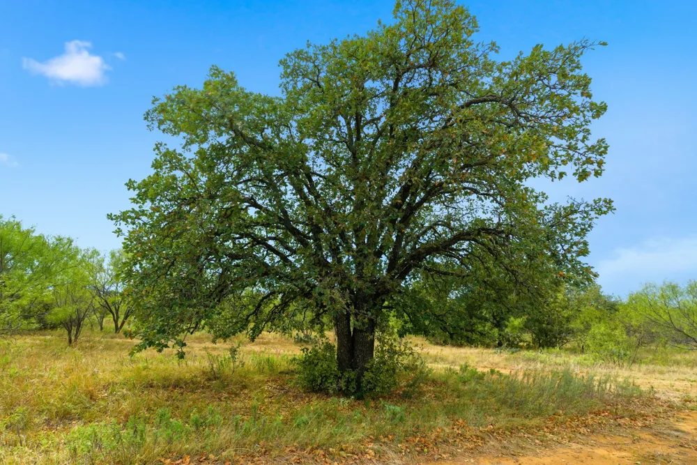 Hwy 16 N Graham, TX 76450