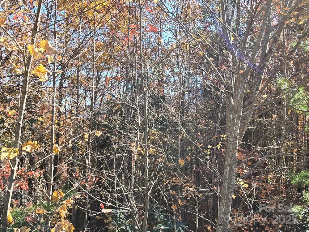295 S Feather Falls Trail #50 Black Mountain, NC 28711