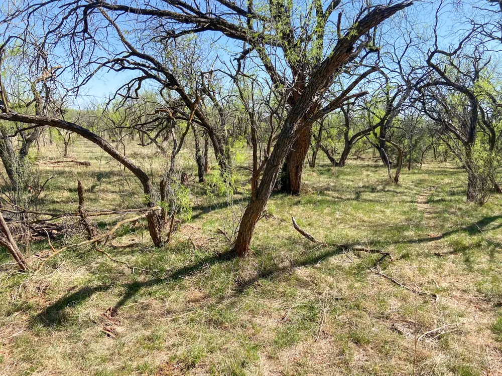 CR 150 Tuscola, TX 79562