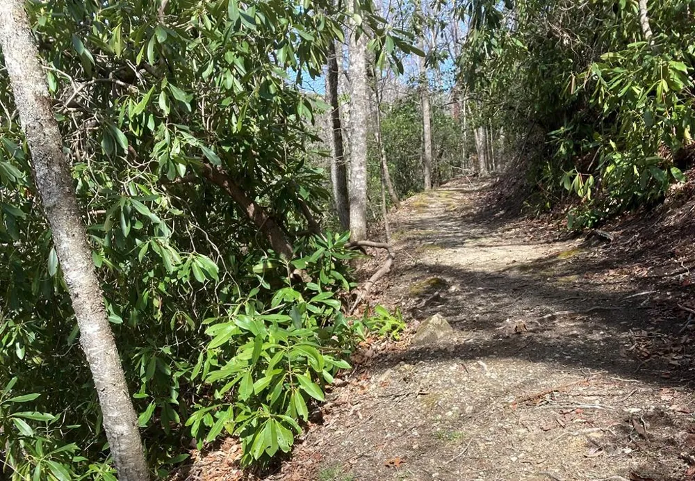 Mossycup Court Tuckasegee, NC 28783