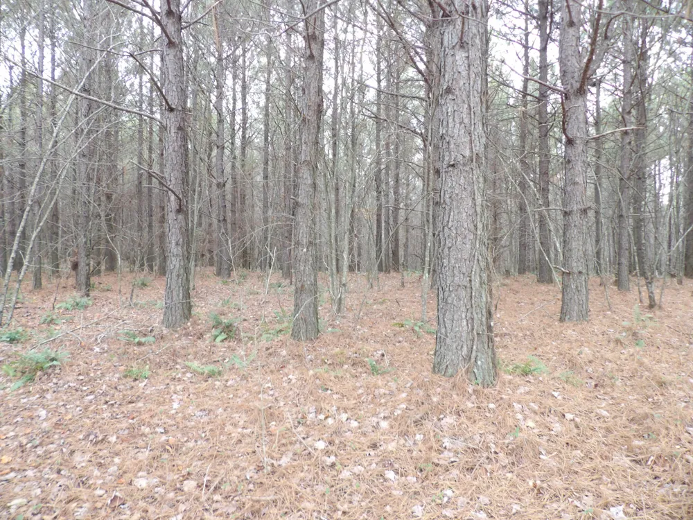 19 Summercity Road Evensville, TN 37332