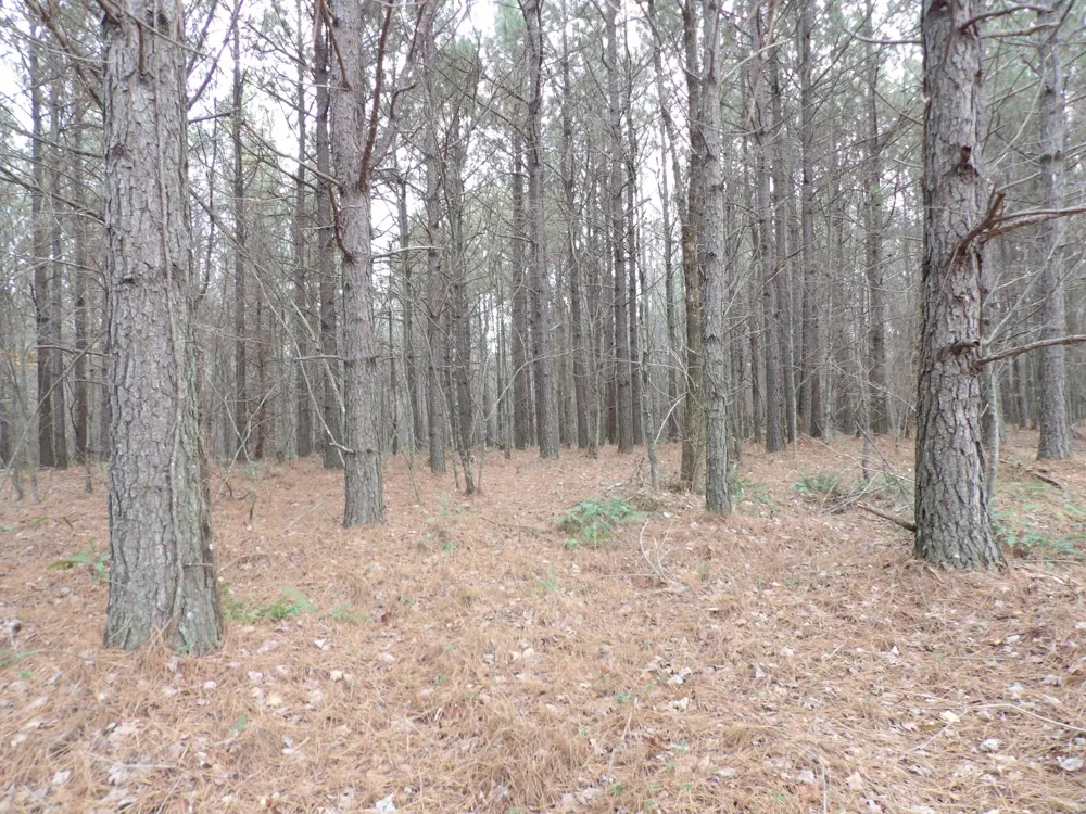 20 Summercity Road Evensville, TN 37332