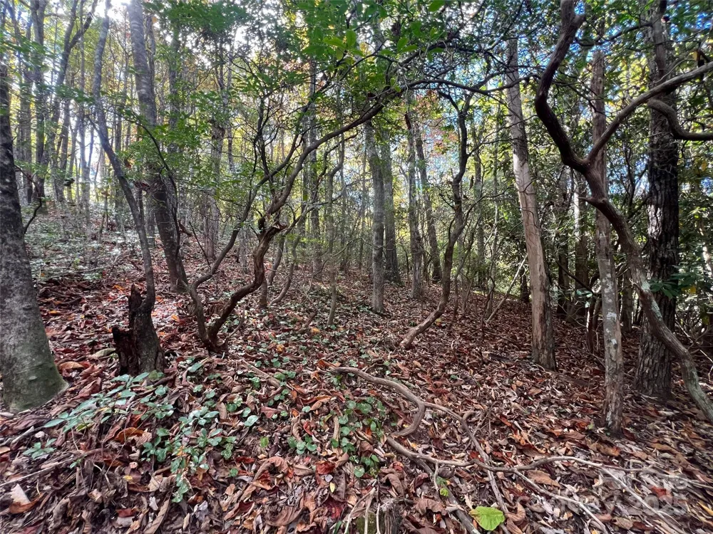 0 Wild Magnolia Way #46 Zirconia, NC 28790