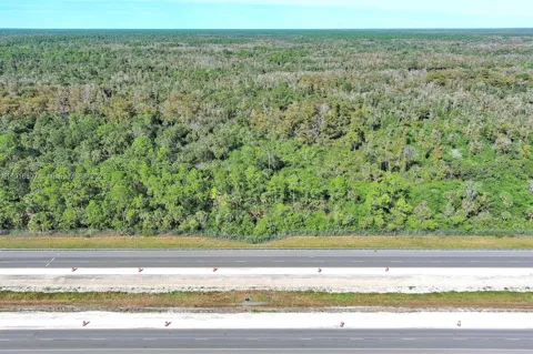 Alligator Alley