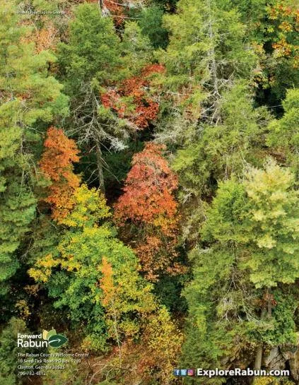 LOT 29 Raven Ridge Road Clayton, GA 30525