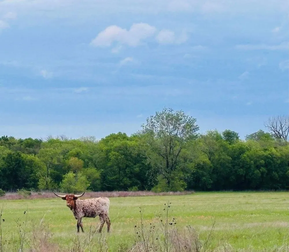 CR 2068 Klondike, TX 75448