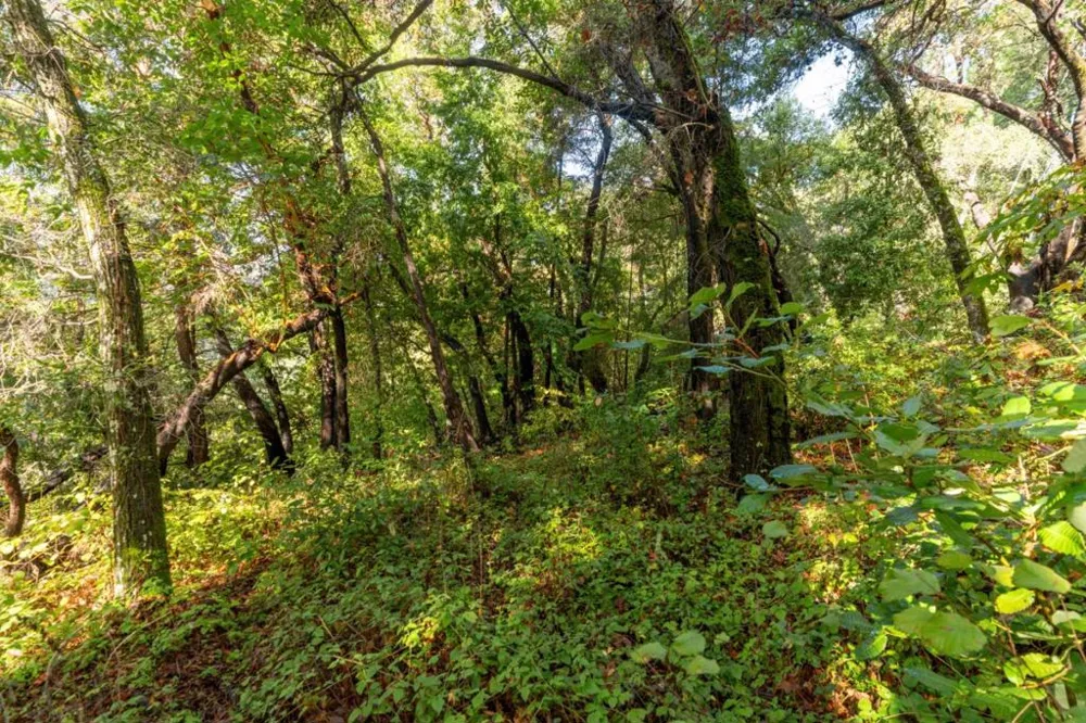 Lakeview Avenue Felton, CA 95018