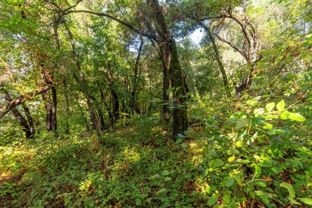 Lakeview Avenue Felton, CA 95018