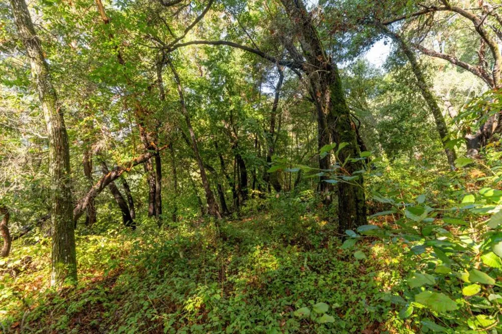 Lakeview Avenue Felton, CA 95018