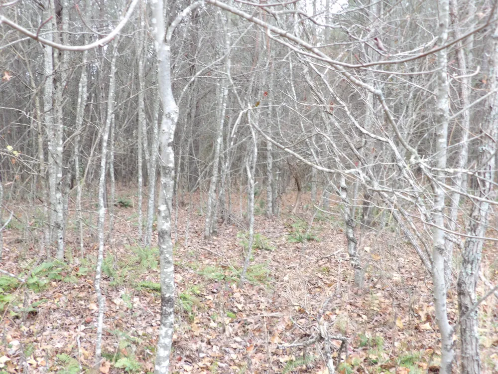 21 Summercity Road Evensville, TN 37332