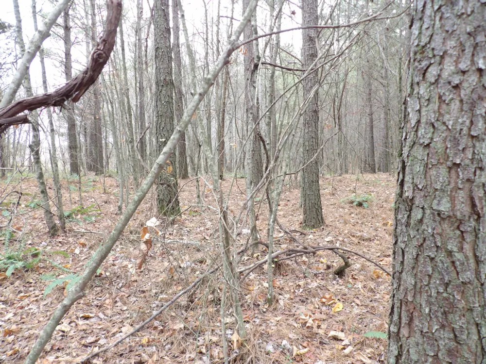 21 Summercity Road Evensville, TN 37332