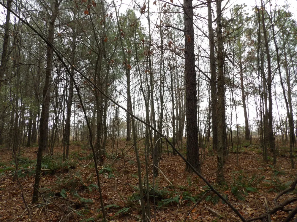21 Summercity Road Evensville, TN 37332