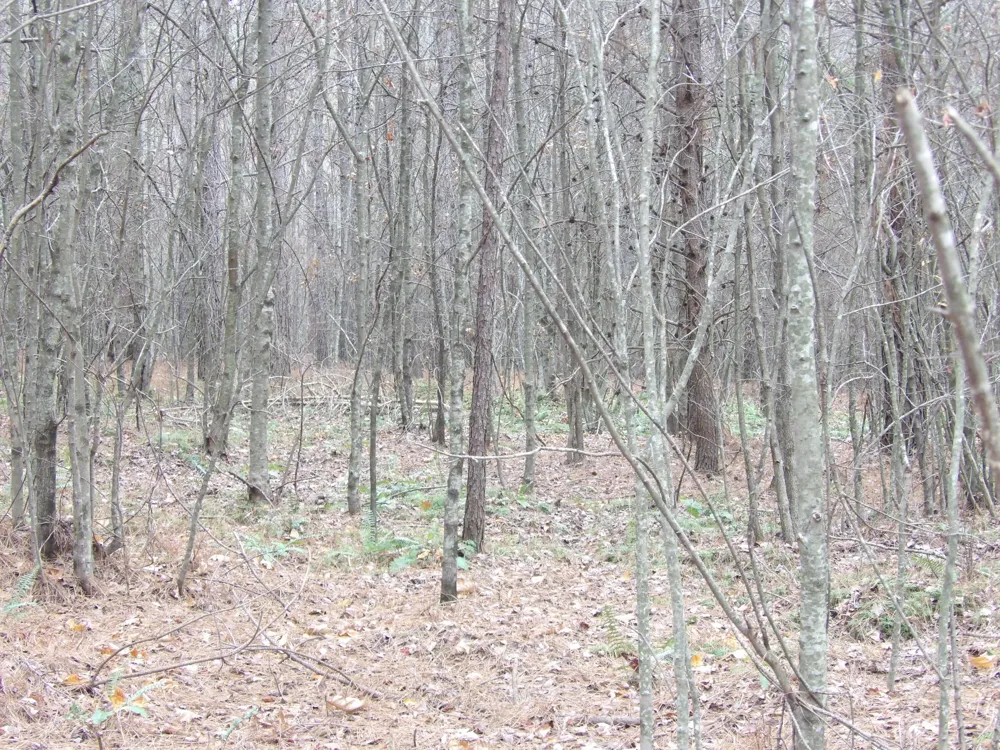 21 Summercity Road Evensville, TN 37332