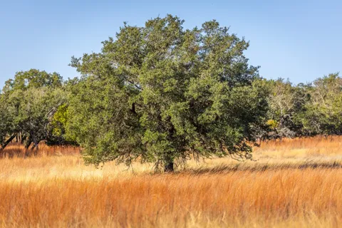 1260 County Road 2001